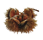 Nature’s Restoration