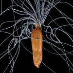 Epilobium, one of the seeds in the photo essay "Blowing in the Wind," by Rob Kesseler/Text by Peter Friederici